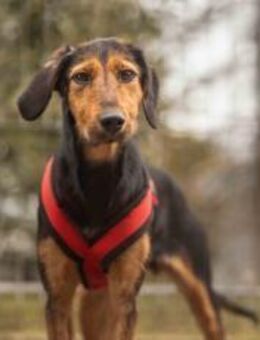 Carlotta sucht eine aktive Familie - München