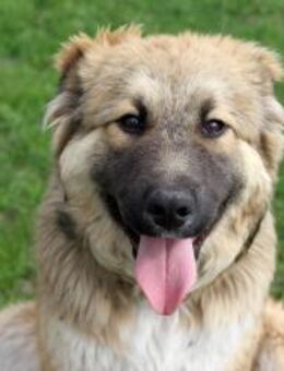 Arika sucht ihre eigenes Zuhause - Dittelbrunn