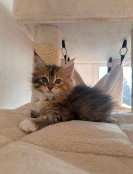 Maine Coon Kitten - Weyhe