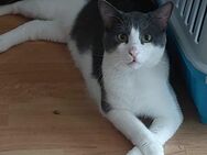 🐾Festivalkater sanfter Neve🌟🎶 - Eislingen (Fils)