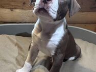 Einzigartige Boxer / Old English Bulldog Mix Welpen - Moormerland