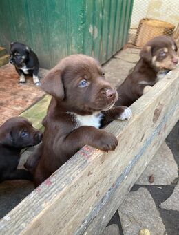 Deutsch Drahthaar x Husky Mix Welpen - Wegeleben