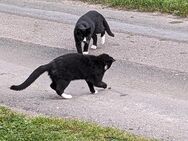 2 Junge Kater (Katze/Kitten) abzugeben - aus März 24. Kastriert, geimpft und entwurmt. - Ostbevern