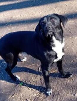 Gömbi man hat ihn zurückgelassen - Olsberg