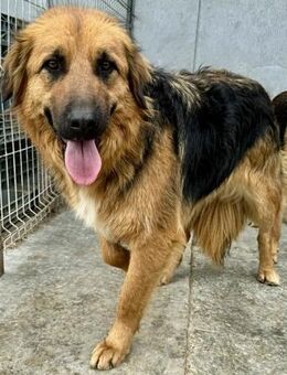 LEANDER wünscht sich ein Zuhause - Weilheim (Oberbayern)