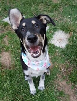 North, der tolle Familienfreund - Mettmann