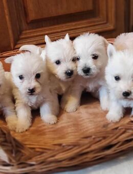 Wunderschöne reinrassige Westie Welpe, West Highland White Terrier Welpen Welpen - Aachen