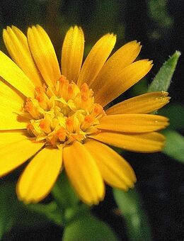 Samen v.d. ACKER-RINGELBLUME (Calendula arvensis) heimische, winterharte Wildstaude - Tübingen