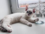 Siam Snowshoe/Ragdoll Kitten - Berlin