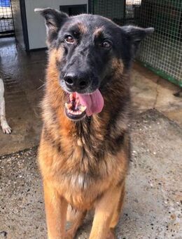 Esther - Dynamische Hündin mit Format - Obertshausen