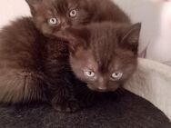 British Kurzhaar BKH Kitten suchen Dosenöffner ab August ❤ - Recklinghausen