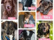 Abgabehunde aus Deutschland suchen - Neuhausen (Fildern)