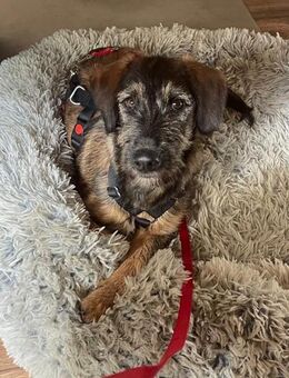 Skadi: jung, neugierig und bereit für ihr eigenes Zuhause - Geisenhausen