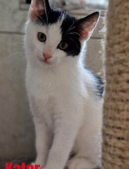 3 Katzenkinder suchen ein neues Zuhause - Cuxhaven