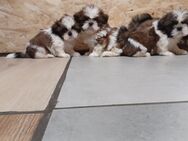 Shih-Tzu Welpen suchen ein zuhause - Goldberg Zentrum