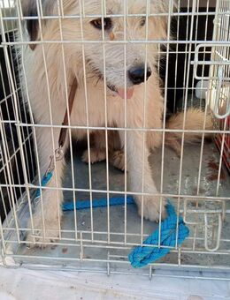 Wuschel, dem Hundefänger entkommen - Steinhagen (Nordrhein-Westfalen)