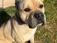 PRICK - ein Bulldoggenrüde in Not...... - Kempen