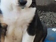 welpen suchen ein neues Zuhause (Pyrenäenberghund und Bernersen Hund Mischling) - Maroth