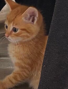 Süße baby Katzen - Stadtoldendorf