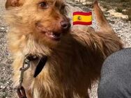 Simba Strubbl sucht eine Liebe Familie - Heppenheim (Bergstraße)