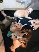 Mischlingswelpen suchen zuhause 🥰 in 29462