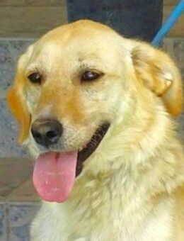 MILENA sucht Geborgenheit - Gefrees