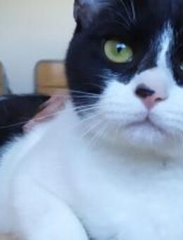 Vito - gesellig , liebevoll, verspielt - Wilhelmsfeld