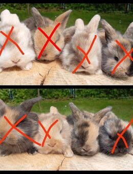Zwergkaninchen, Mini Lop - Sagard