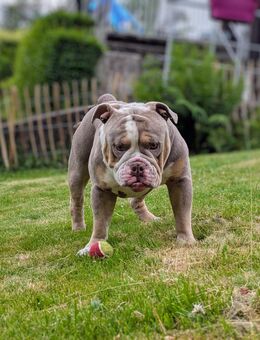 New English Bulldog/ Bulldogge/OEB Deckrüde ! Kein Verkauf! - Hagen (Stadt der FernUniversität)