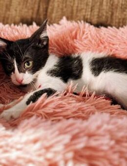 Juan - der Herzensbrecher - Kirchheim (München)