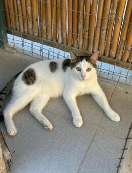 Motchi aus dem Tierschutz - Grevenbroich