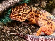 Leopardgeckos - Sarstedt