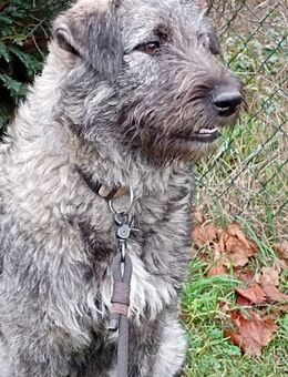 TOLLE Mischlingshüdinnen ca 8.5 Monate alt , suchen ein Zuhause - Hohe Börde