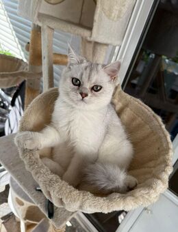 Britisch kurzhaar Kitten in Black silver shaded mit Stammbaum - Forchheim (Baden-Württemberg)