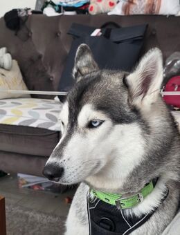 Husky Hündin - Bremen