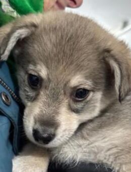 zauberhafter kleiner Welpe Koda - Kallmünz