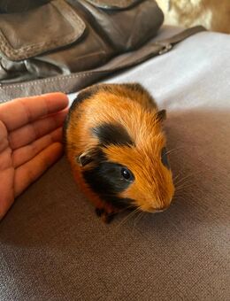 Meerschweinchen Mädchen sucht bald ein Zuhause - Arnstein (Bayern)