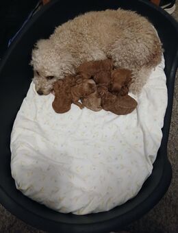 Pudel Welpen - Espelkamp