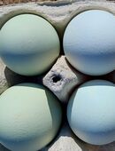 Bruteier Blauleger/Grünleger in 63512