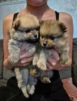 Pomeranian Welpen - Beltheim