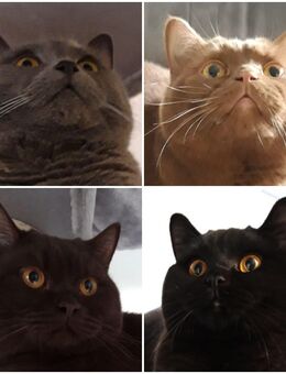 4 kastrierte BKH Kater in gute Hände auch getrennt zu vermitteln! - Hemsbach