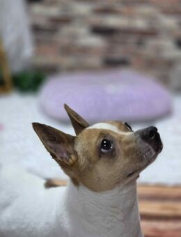 kleiner Rüde mit Herz auf dem Fell, schau mal, Jack Russel 2J, 7kg , freundlich verspielt - Beverstedt