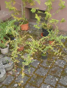 Sträucher,Thujas,Fackellilien,Lilien,Himbeeren,Wilder Wein,Eiben - Saffig