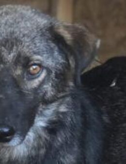 Skita, mit den tollen Augen 🐾 - Elsdorf (Nordrhein-Westfalen)