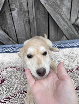 Mona sucht ein Zuhause - Leipzig