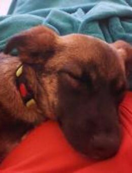 Ernie der kleine Sonnenschein sucht Fami - Großefehn