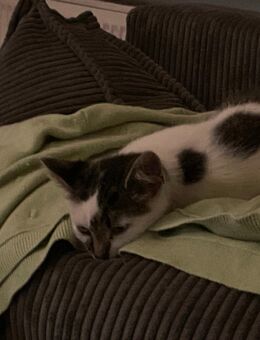 Katzenkitten (männlich)sucht ein zu hause - Mittelangeln