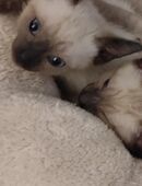 Siam Kitten in 25560