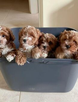 Cavapoo Welpen suchen liebevolles neues Zuhause - Twistringen