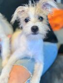 Jack Russel Welpen in gute Hände zu vergeben in 41068
